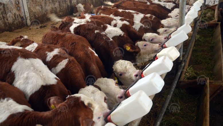 Doğubayazıt’ta devlet desteği ile kurulan çiftlikte günde 4 ton süt üretiliyor