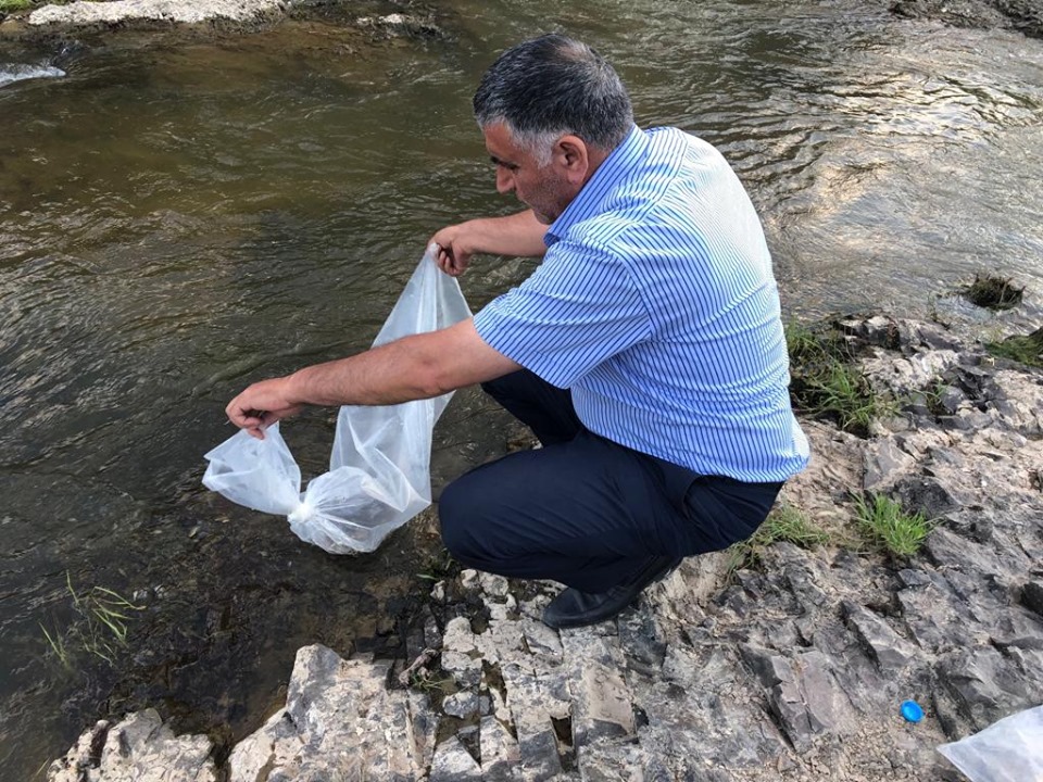 Ağrı’da Sazan Yavruları Akarsulara Bırakıldı