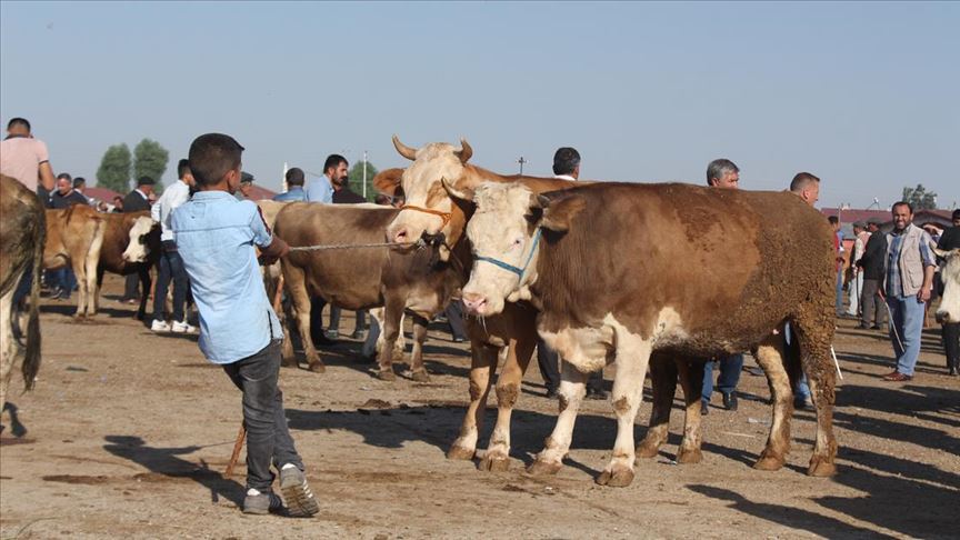 Ağrı’dan, Kurban Bayramı öncesinde kurbanlık sevkiyatı hızlandı