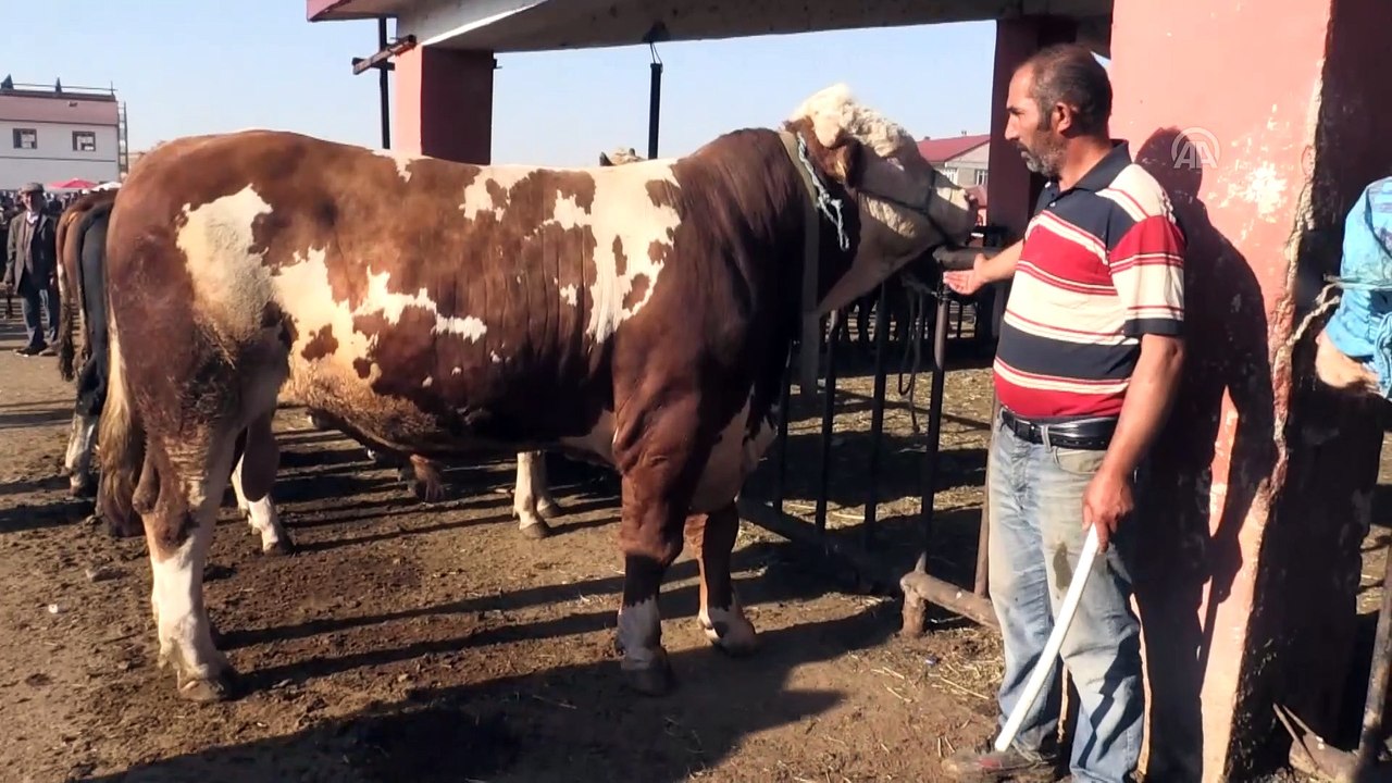 Ağrı Hayvan Pazarının 1 Tonluk ”Aslanı” Alıcısını Bekliyor