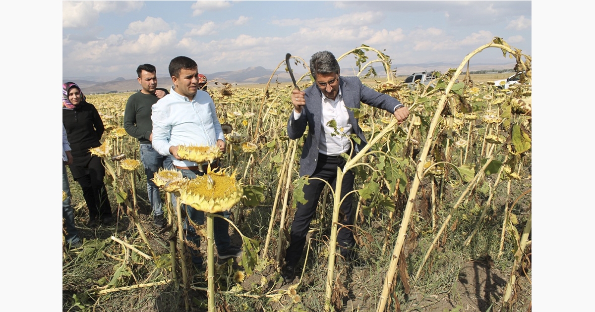 Ağrı’da Ayçiçek Hasadı Başladı