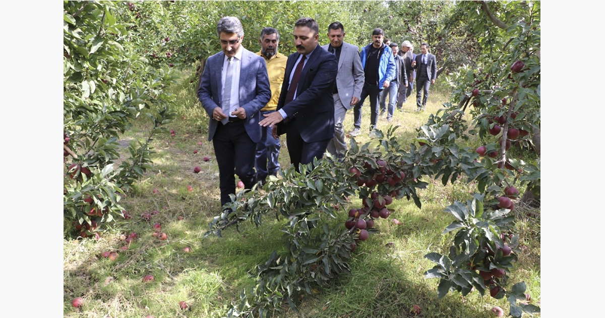 Ağrı’da Elma Hasadı Başladı