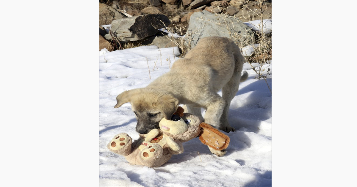 Oyuncağını kapan köpek yavrusuyla tatlı mücadele