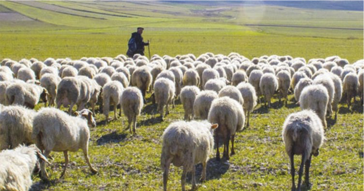 Bakan Pakdemirli: Elli üç milyon liralık çoban desteği ödemeleri bugün başlıyor!