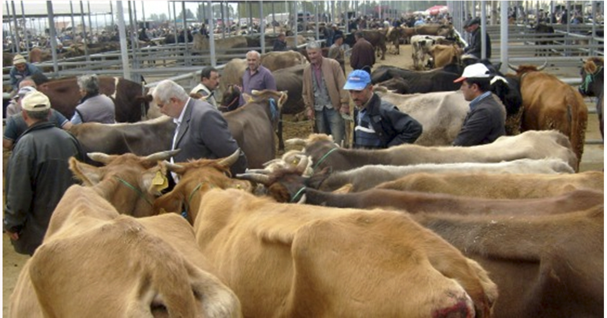 Ağrı’da hayvan pazarları haftanın 5 günü açık kalacak