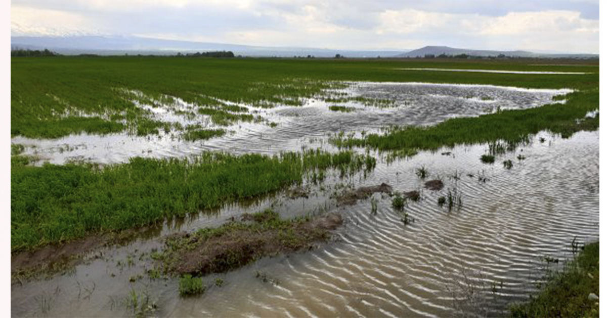 Ağrı’da dolu ve sağanak tarım arazilerine zarar verdi