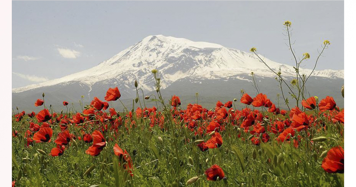 Ağrı Dağı bezendiği gelinciklerle görenleri büyülüyor