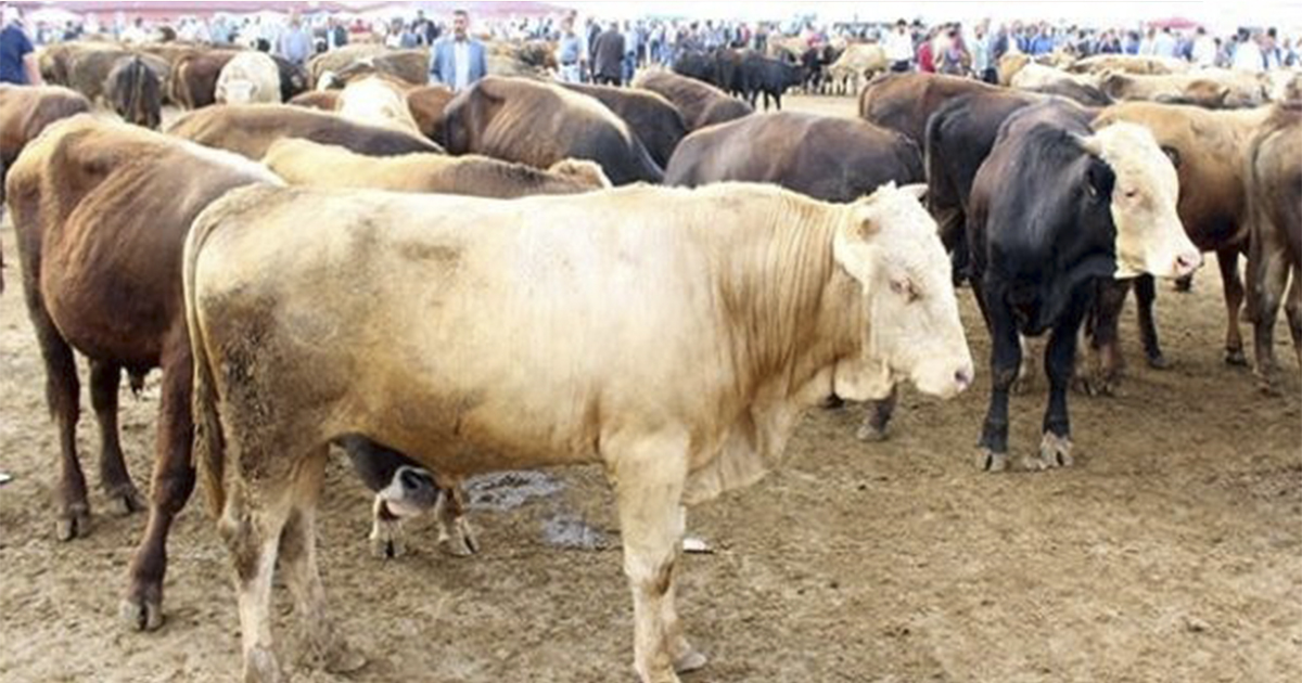 Kurban Bayramı ve öncesinde hayvan satış yerlerine yönelik önlemler