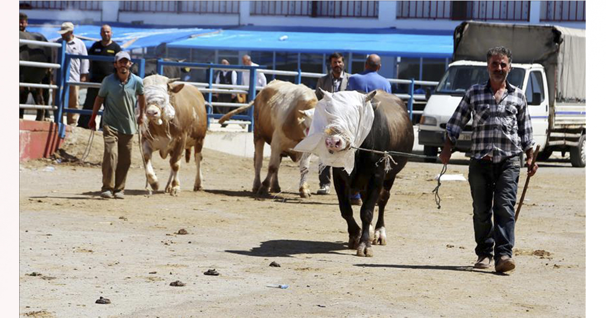 Doğu’dan yapılan kurbanlık sevkiyatlarına Erzincan’da sıkı denetim