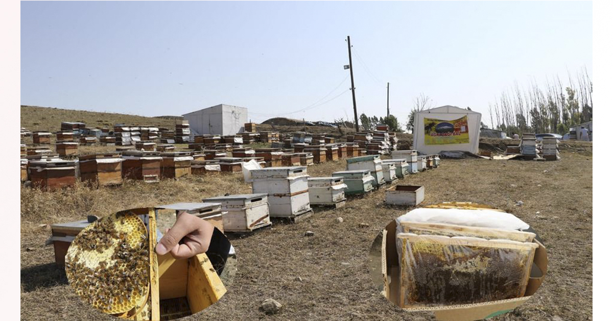 2020 Yılı Arılı Kovan Destekleme ve Damızlık Ana Arı Destekleme Başvuruları Başladı!