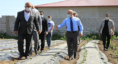 Vali Varol, Çilek Bahçelerini İnceledi