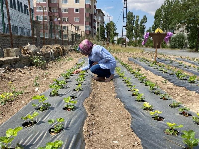 Ağrı’da çilek bahçelerinde kontroller teknik personel tarafından sürdürülüyor