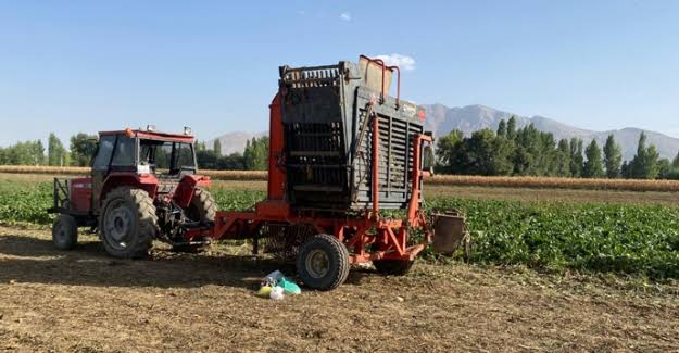 Ağrı’da Şeker pancarında hasat devam ediyor