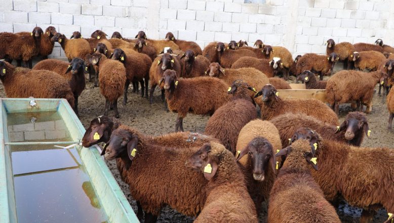 Ağrı’da 5 Yılda 750 bin Koyun Projesi ile Koyun Alımlarına ve Denetimlerine Devam Ediliyor