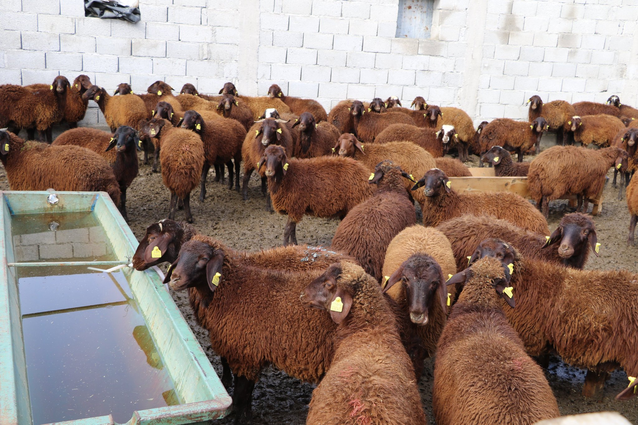 Ağrı’da 5 Yılda 750 bin Koyun Projesi ile Koyun Alımlarına ve Denetimlerine Devam Ediliyor