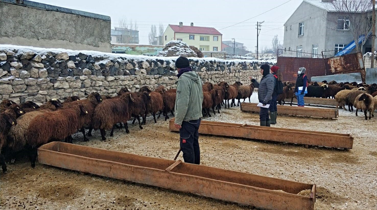 Ağrı’da ‘Anaç Koyun Keçi Desteklemeleri’ Tespit Çalışmaları Başladı