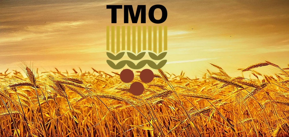 TMO buğday ve arpa alım fiyatlarını yükseltti!