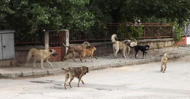 Ağrı’da Sokak köpeklerinin saldırısı bir can daha aldı!