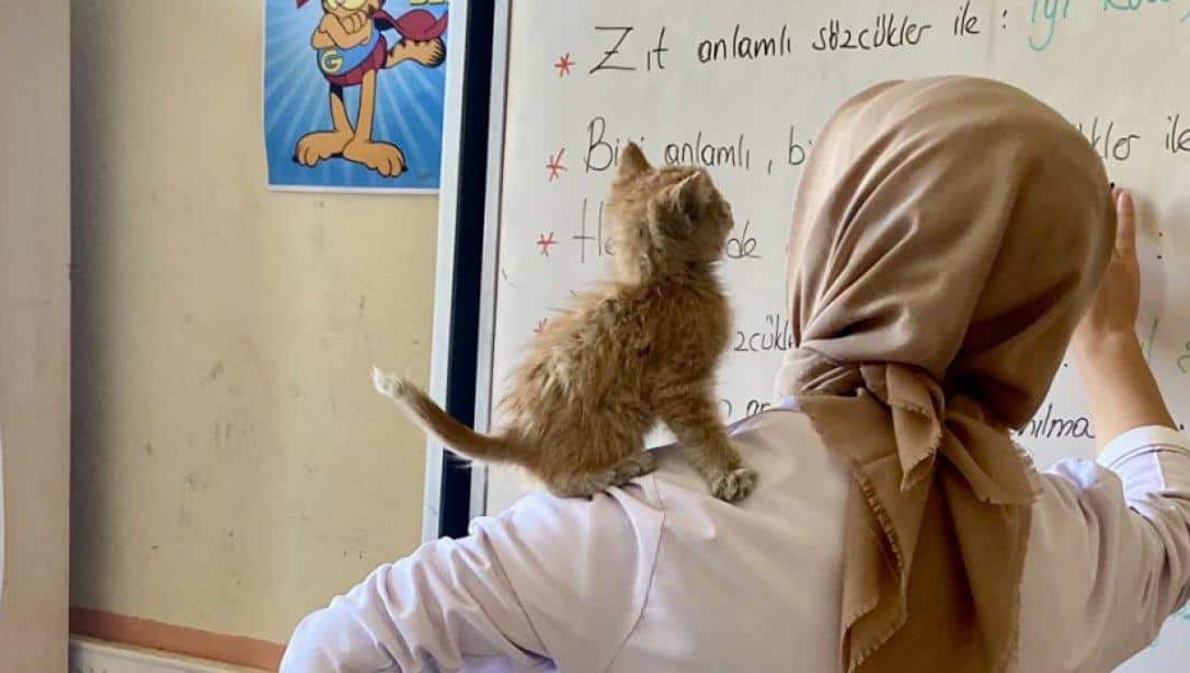 Ağrı’da öğrencilerin sahiplendiği kedi okulun maskotu oldu!