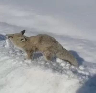 Tutak’ta soğuktan yaban hayvanları dondu!