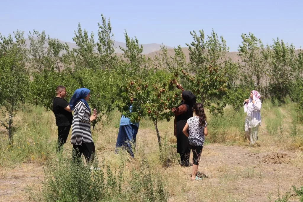 Ağrı Dağı’ndaki meyve bahçesi gelenleri ağırladı