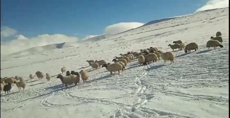 Ağrı, beyaz örtüyle kaplandı!