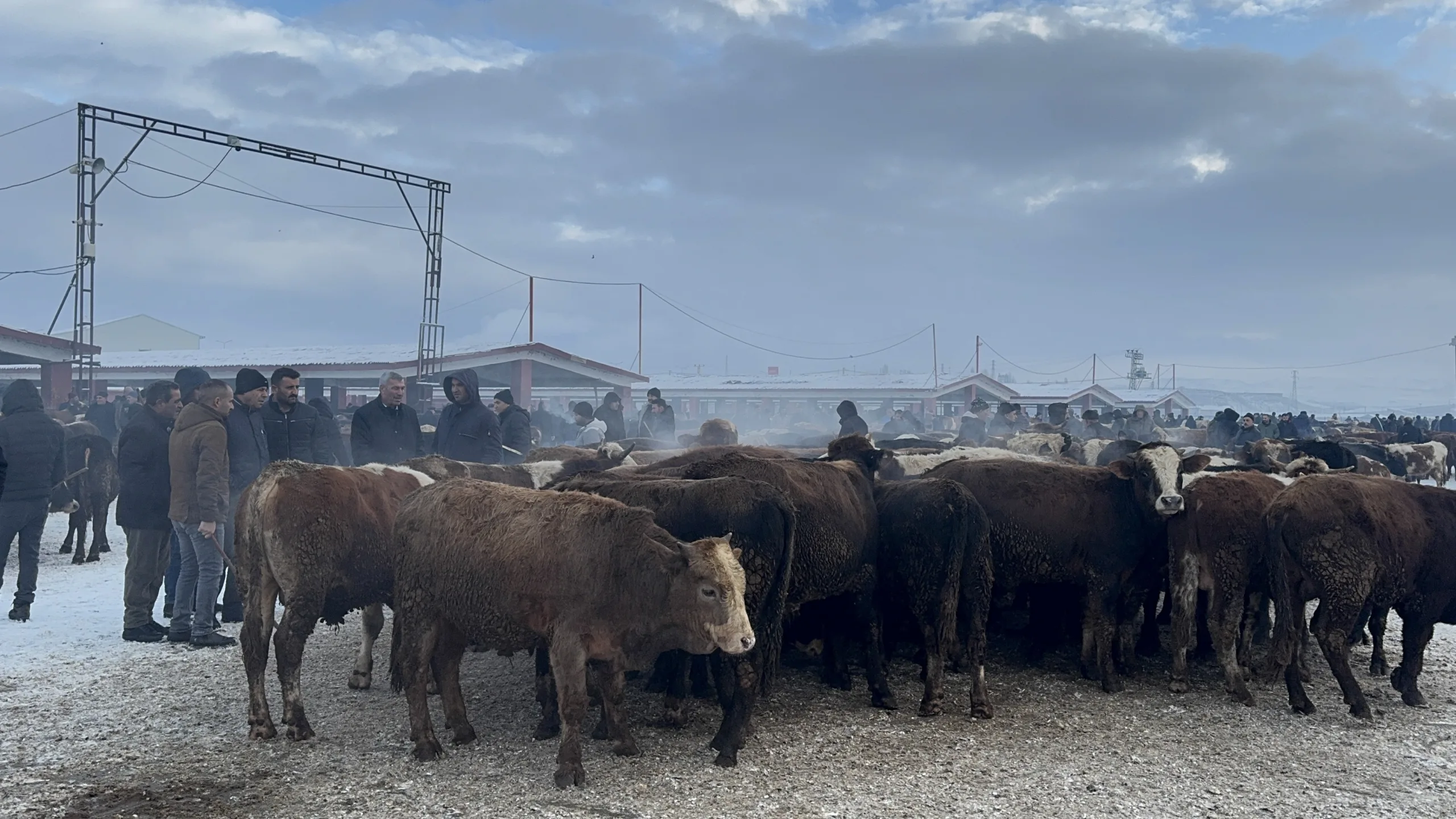 Ağrı Hayvan Borsası’nda soğuk hava etkili oldu!