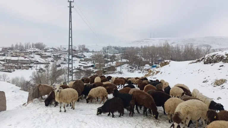 Ağrı’daki çiftçiler soğuk tanımıyor!